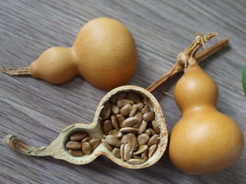 陽臺(tái)種葫蘆,既可以觀賞還可制作工藝品,好處多多